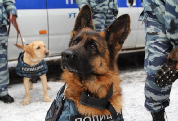 Встреча воспитанников с сотрудниками Центра кинологической службы УМВД России по г. Вологде